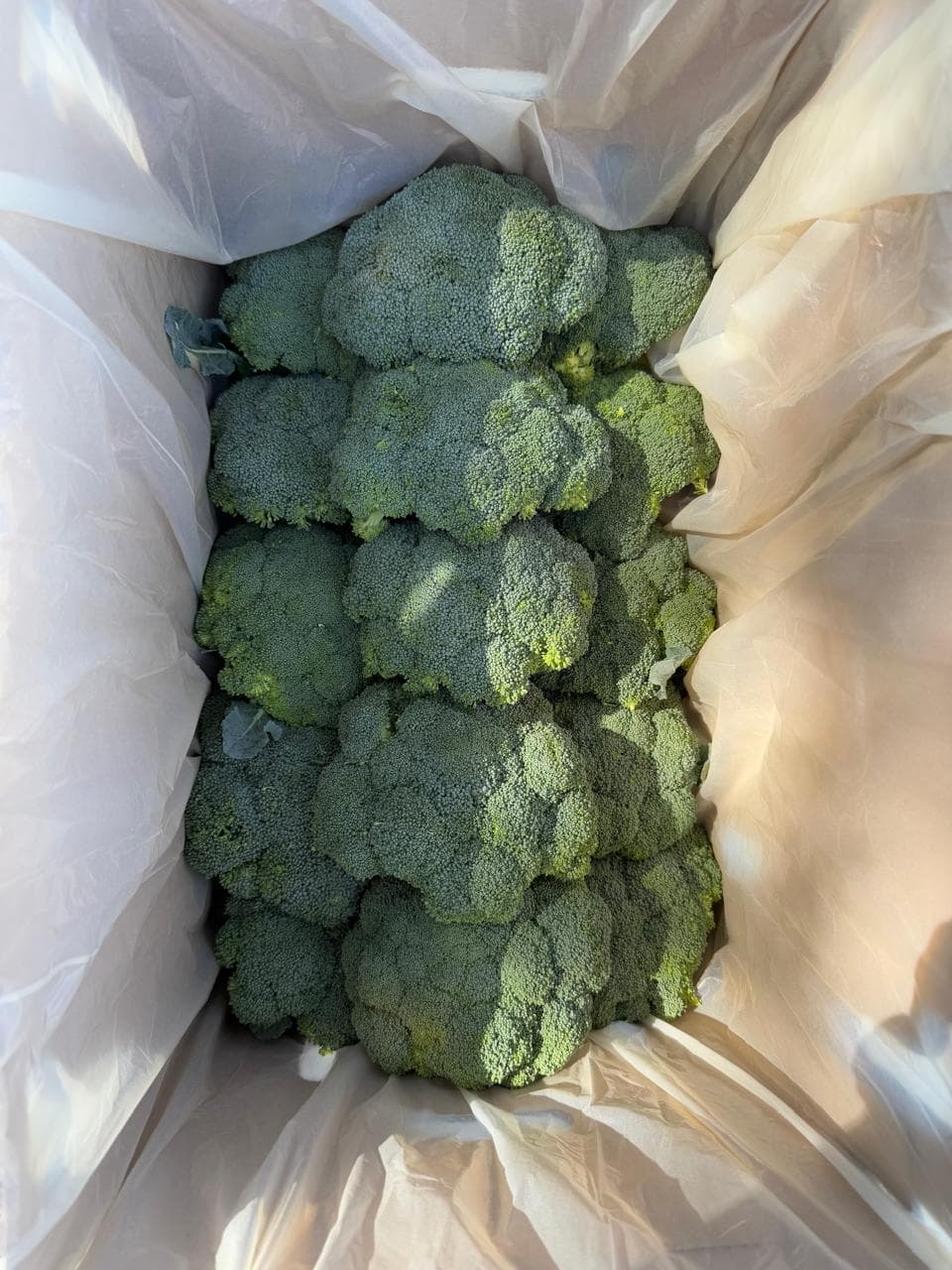 Demosfarm fresh, USA